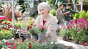 Senior woman landscape designer view contemplate and examines dianthus plants