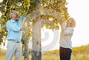 Senior woman and man plucking apples from a tree