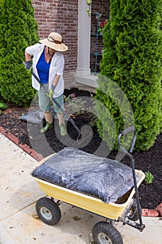 Senior woman mulching around arborvitaes