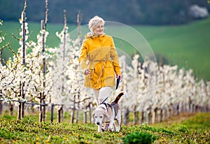 A senior woman with a pet dog on a walk in spring orchard.