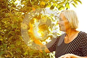 Senior woman picking apples sun