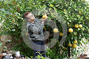 Senior woman picking pomelos in a lush garden, with focus on her gentle interaction with nature.