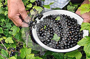 Senior woman picking ripe black currant