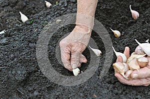 Senior woman planting garlic