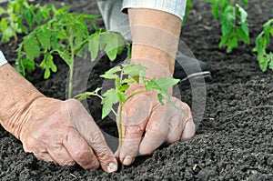 Senior woman planting a tomato seedling