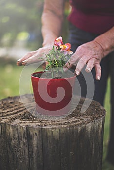 Senior woman potting flowers, gardening on a sunny spring day