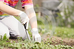 A senior woman pulling out some weeds with lush black lawn on her huge, big botanic garden, gardening concept