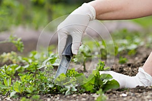 A senior woman pulling out some weeds with lush black lawn on her huge, big botanic garden, gardening concept