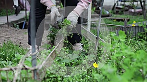 Senior woman pulling out weeds in his huge garden in spring