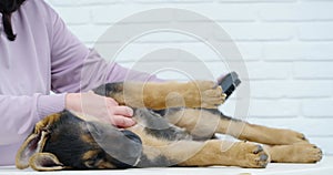 Senior woman in purple blouse combing little dog.