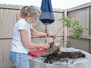 Senior Woman Reducing Roots of Wisteria Tree