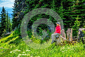 Senior Woman resting on a tree stump during a hike through the mountain alpine meadows with wild Flowers on Tod Mountain