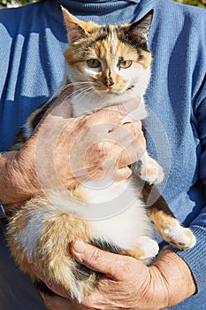 Senior woman`s hands with a cat