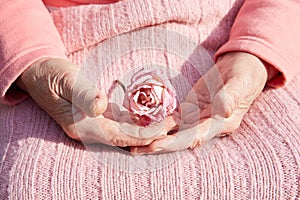 Senior woman`s hands with dry rose