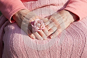 Senior woman`s hands with dry rose