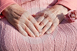 Senior woman`s hands with dry rose