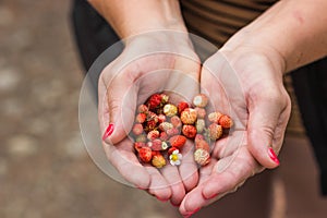 Senior woman& x27;s hands holding wild strawberries over nature background. Summer harvesting. Healthy eating concept.