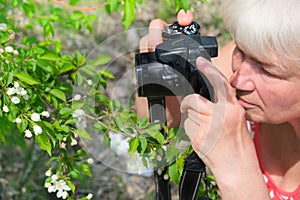 Senior woman shooting photo by digital camera. Shooting blooming apple tree. Concept of aged people and photography