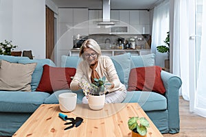 Senior woman sitting at cozy home on sofa changing flower pots with fresh hummus of her house plants. Adult retired female florist