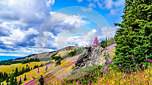 Senior woman sitting on a large rock in the high alpine surrounded by pink Fireweed flowers