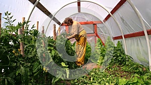 Senior woman tie tomato plants in hothouse greenhouse