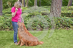 Senior woman training dog to sit