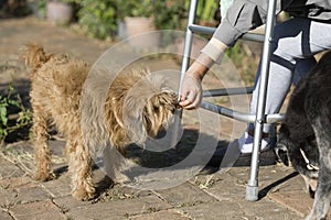 Senior woman with walker and feeding her old dog