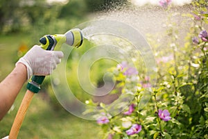 Senior woman watering her beautiful flowers by hand watering tube, gardening concept