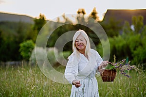 Senior woman wih basket in meadow in summer collecting herbs and flowers, natural medicine concept.