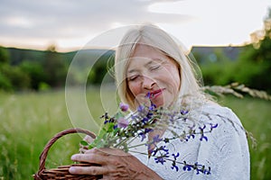 Senior woman wih basket in meadow in summer collecting herbs and flowers, natural medicine concept.