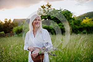 Senior woman wih basket in meadow in summer collecting herbs and flowers, natural medicine concept.