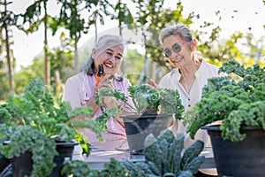 The senior woman working together in garden