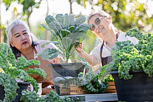 The senior women care lacinato kale organic green vegetable is actively involved in garden