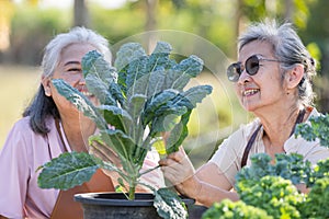 The senior women care lacinato kale organic green vegetable is actively involved in garden