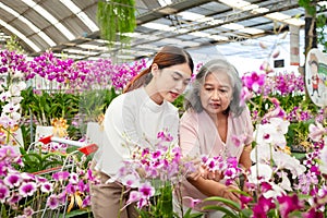 Senior women with daugther choosing orchids in a large store.