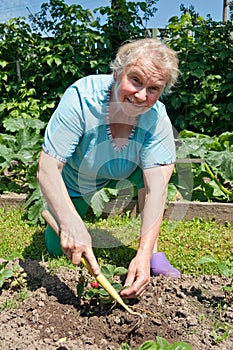 A senior women in the garden with the strawberry