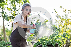 The senior women watering kale plants in garden