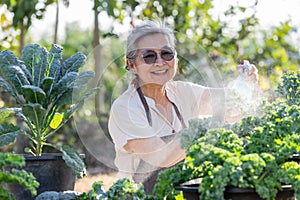 The senior women watering kale plants in garden