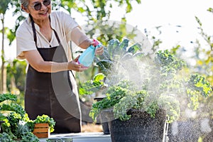 The senior women watering kale plants in garden