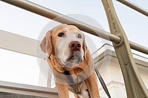 Senior Yellow Labrador Retriever looks out at the beach from the Jersey boardwalk