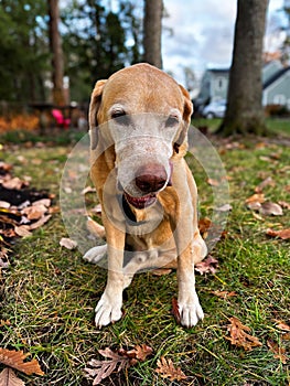 Senior Yellow Labrador Retriever Rescue Dog enjoying some outdoor time