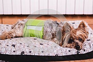 Senior Yorkshire terrier lying on his bed and wearing a diaper for urinary incontinence.