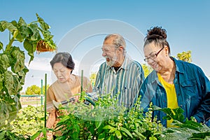 Seniors Working in a Community Garden