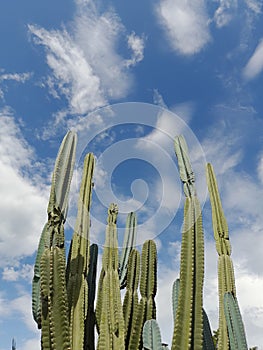 Senita cactus blue sky background