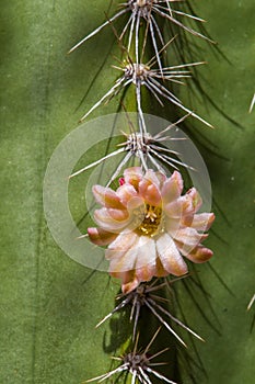 Senita Cactus Flower