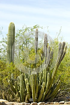 Senita Cactus