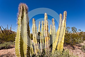 Senita Cactus Lophocereus schottii in Sonoran Desert