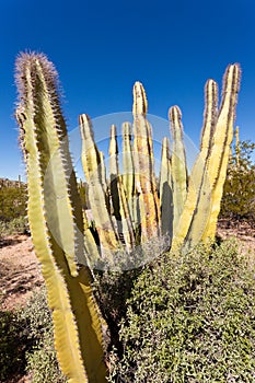 Senita Cactus Lophocereus schottii in Sonoran Desert