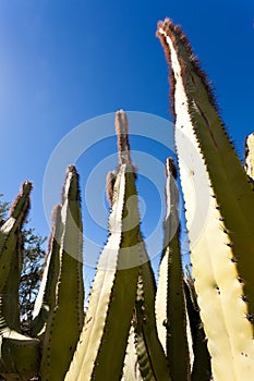 Senita Cactus Lophocereus schottii in Sonoran Desert