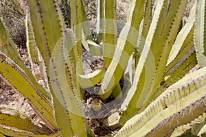 Senita Cactus Lophocereus schottii in Sonoran Desert